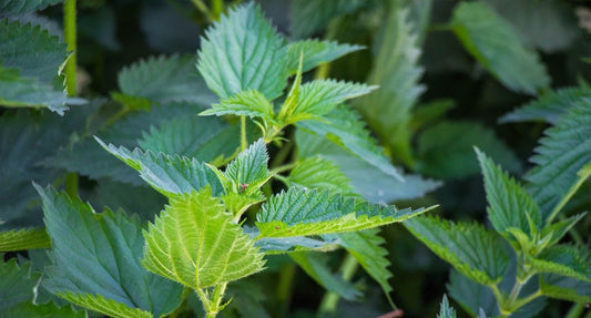 Nettle Uses, Side Effects & Health Benefits