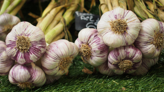 Aged Garlic Uses, Side Effects & Health Benefits