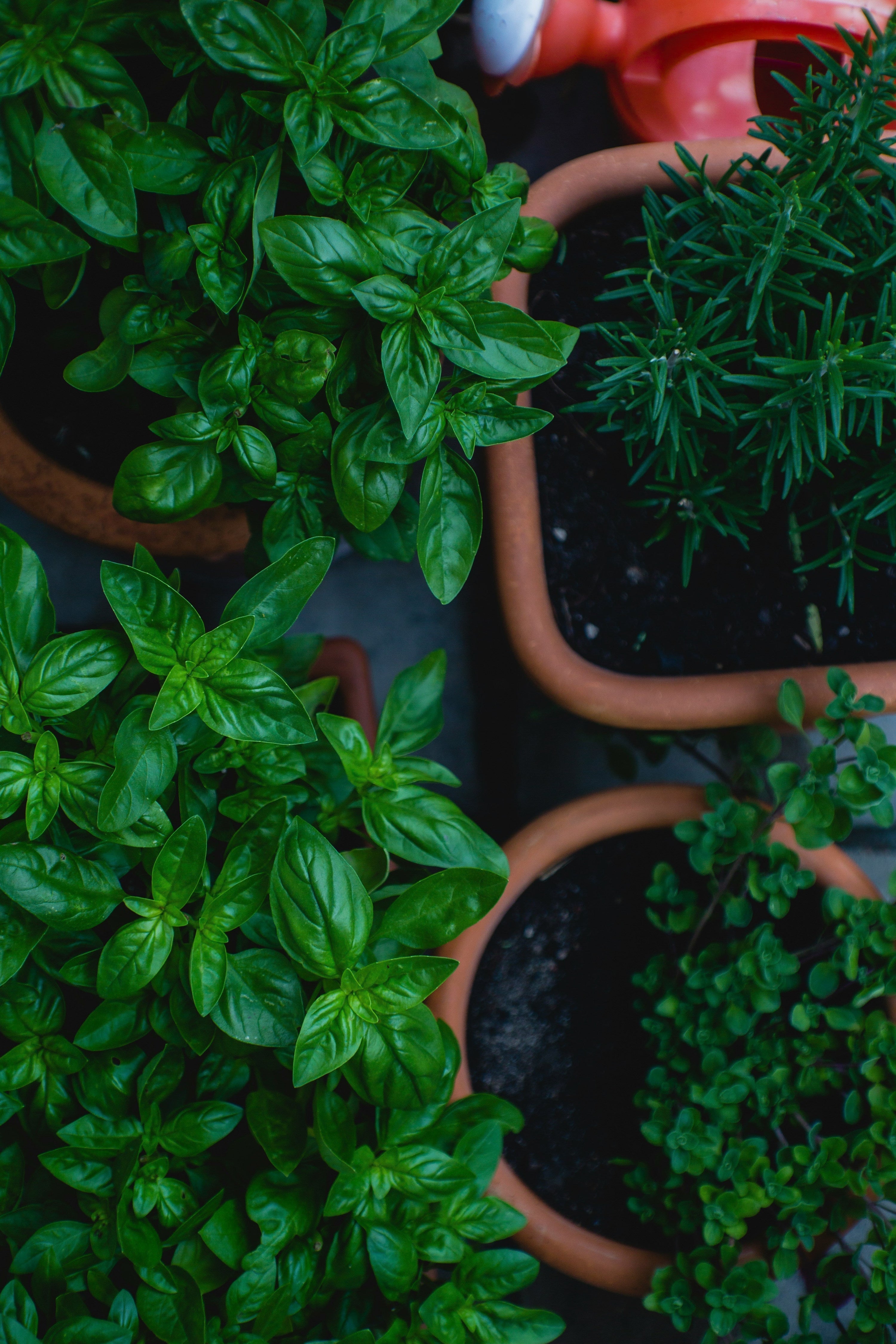 Top Natural Strategies and Herbs for Immune Support, Cleansing, and Pandemic Preparedness